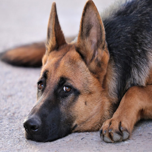 Unleashing Unusual Facts About the German Shepherd